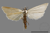 ǦW:Crambidae sp.