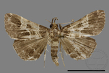 ǦW:Bertula centralis