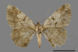 ǦW:Psilalcis pulveraria