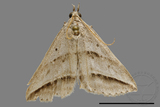 ǦW:Blasticorhinus bifasciata