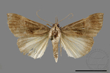 ǦW:Hypena trigonalis