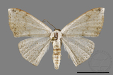 ǦW:Scopula sp.