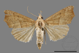 ǦW:Gonitis mesogona