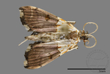 ǦW:Crambidae sp.