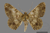 ǦW:Racotis boarmiaria