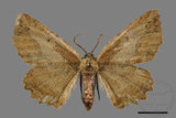 ǦW:Menophra anaplagiata