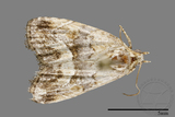 ǦW:Noctuidae sp.