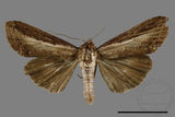 ǦW:Lophoptera squammigera