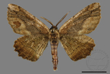 ǦW:Menophra anaplagiata