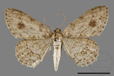 ǦW:Ectropis excellens