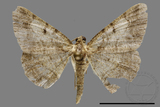 ǦW:Psilalcis pulveraria