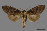 ǦW:Semidonta kosemponica