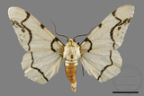 ǦW:Biston perclarus