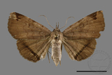 ǦW:Mecodina subcostalis