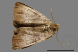 ǦW:Scedopla umbrosa