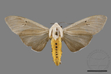 ǦW:Creatonotos transiens vacillans