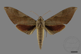 ǦW:Clanis bilineata formosana