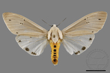 ǦW:Creatonotos transiens vacillans