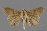 ǦW:Ericeia sp.