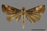 ǦW:Pseudosphetta moorei