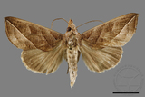 ǦW:Calyptra orthograpta