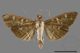 ǦW:Crambidae sp.