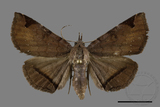 ǦW:Mecodina subcostalis