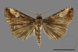 ǦW:Pseudosphetta moorei