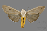 ǦW:Creatonotos transiens vacillans