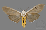 ǦW:Creatonotos transiens vacillans