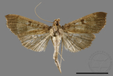 ǦW:Ceratarcha umbrosa