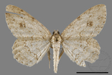 ǦW:Ectropis excellens