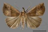 ǦW:Hypena iconicalis