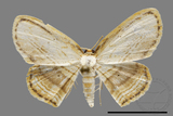 ǦW:Drapetodes mitaria