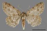 ǦW:Ectropis excellens