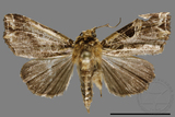 ǦW:Callopistria phaeogona