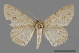 ǦW:Ectropis excellens