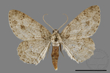 ǦW:Ectropis excellens