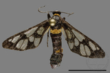 ǦW:Amata edwardsii