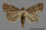 ǦW:Noctuidae sp.