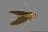 ǦW:Crambidae sp.