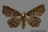 ǦW:Eutrogia morosa