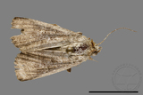 ǦW:Condica illecta