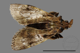 ǦW:Crambidae sp.