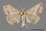 ǦW:Blasticorhinus bifasciata