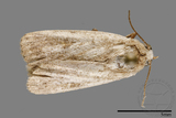 ǦW:Athetis sp.