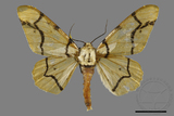 ǦW:Biston perclarus