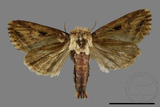 ǦW:Sesamia sp.