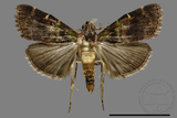 ǦW:Crambidae sp.