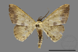 ǦW:Lophobates ochrolaria